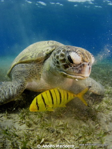 Green turtle @ Naama bay by Adolfo Maciocco 